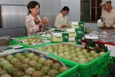 Vietnam enters the top five exporters of vegetables and fruit