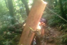 Quang Binh prosecutes five Sua timber robbers