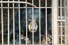 Seven captive bears rescued in Quang Ninh