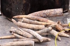 Vietnam to host intertional wildlife trade conference in November