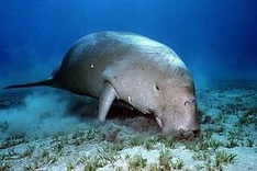 Phu Quoc moves to protect endangered ‘sea cow’