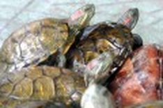 Vietnam battles US invaders: turtles and crayfish