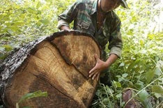 Calls to halt natural forest exploitation by 2013