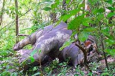 Scientists urge to set up emergency plan to protect elephants