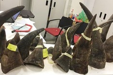 Three kilos of suspected rhino horn seized at Noi Bai Airport