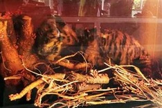 Tiger cubs soaked in alcohol found in Lam Dong