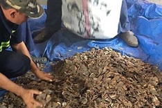 Police seize over three tonnes of smuggled pangolin scales