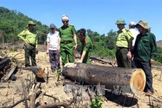 Bình Định detains two suspects for forest destruction