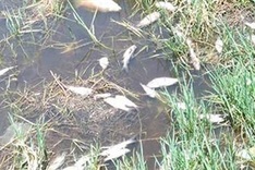 Environmental inspections intensified