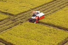 Mekong Delta asked to promote large-scale production