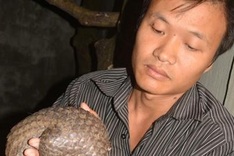 Rescued pangolin sent to Cuc Phuong National Park