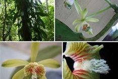 New flora species discovered in Khanh Hoa natural reserve