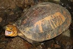 Vietnam proposes ban on international rare turtle trade