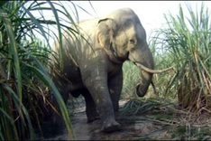 Dong Nai farmers lose crops due to wild elephants