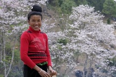 Mountain-ebony blossoms cover northwestern mountains