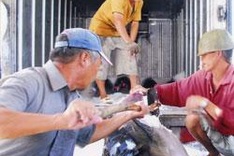 Tuna exporters on crest of wave