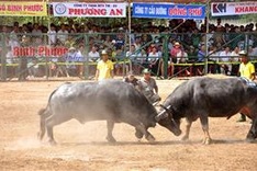 Province seeks recognition for buffalo-fighting