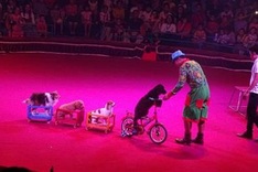 First international circus gala opens in HCM City
