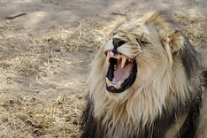 Asia's new delicacy: Africa's lion bones