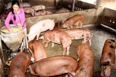 Pig farmers face losses over banned chemicals