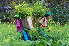 Dong Van Karst Plateau to become national tourist site