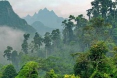 Vietnam keen to develop special-use forest