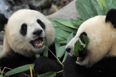 Hong Kong's amorous pandas get a little privacy