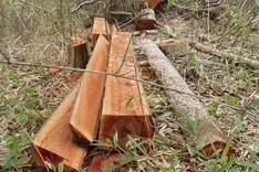 Massive deforestation in Central Highlands