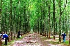 Vietnam’s company to plant 500 ha of rubber in Laos