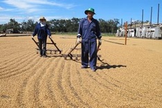 Dak Lak Province's coffee exports enjoy robust growth