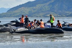 Fresh whale stranding on notorious New Zealand beach