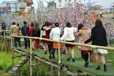 Hanoi peach growers race to create ornamental orchards