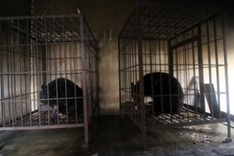 Two black bears safe after island rescue