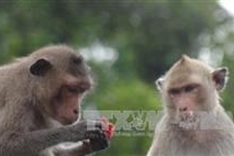 Sóc Trăng to feature macaques as tourist draw