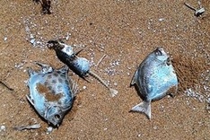 More dead fish found in Thua Thien-Hue