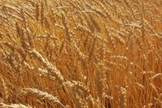 Vietnam suspends import of wheat from Ukraine