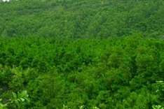 Cuba, Vietnam step up environment cooperation