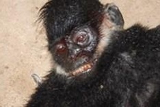 Legal proceedings commence for endangered animal violation