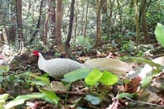 Rare pheasant spotted in central province