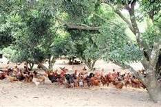 Vietnam free-range chicken named best food in SEA