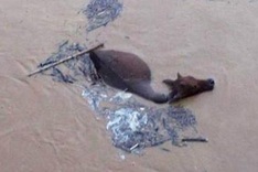 Rescuing livestock in natural disasters