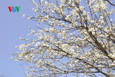 Plum trees in full bloom