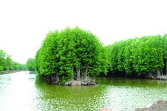 Shrimp project helps create ‘organic coast'