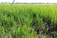 Thousands of hectares of rice face saline intrusion
