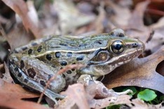 New frog species discovered in New York City