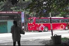 Tourists still pay for bear bile