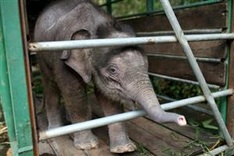 Six pygmy elephants found dead on Malaysian Borneo