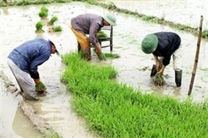 Inclement weather risk for winter-spring crop