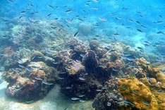 Phu Quoc coral starts to bleach