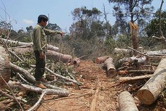 Central region: green forests shout for help as they are devastated